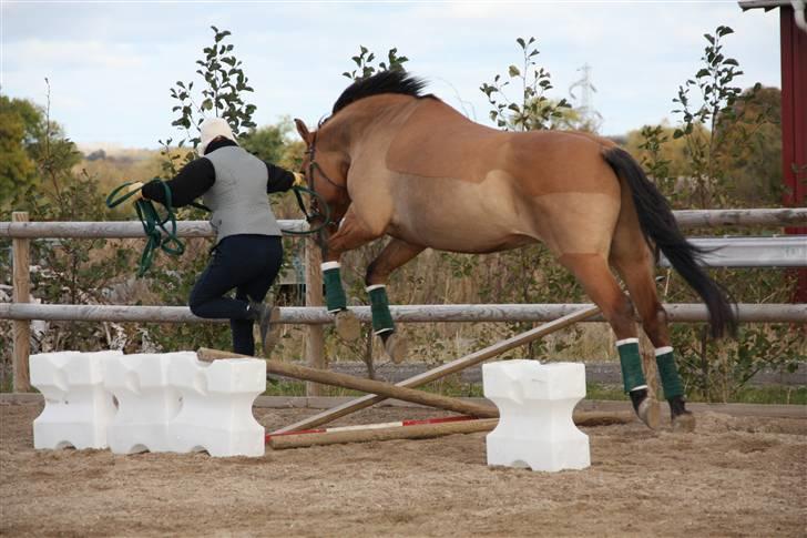 Anden særlig race Callime (Død 2010) - Springet var lidt farligt første gang, så mor må springe med. Hun skal jo også motioneres. billede 11