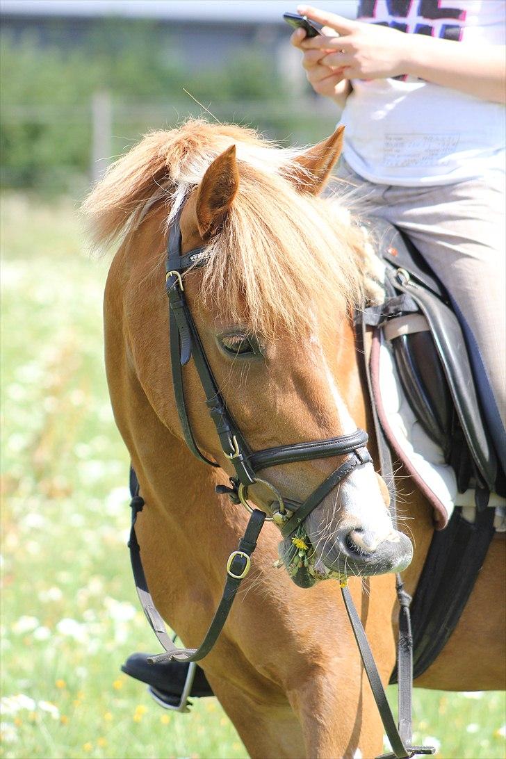 Pinto Indy Girl *solgt* - *1 Foto: Tit aamann/ fotit billede 1