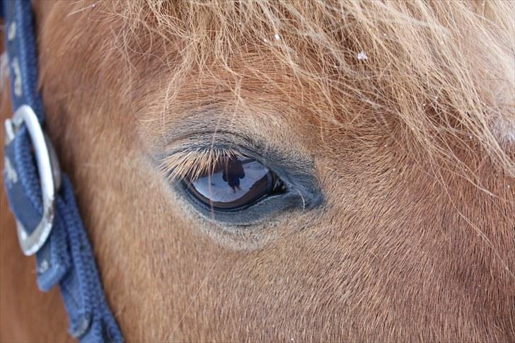 Pinto Indy Girl *solgt* - *2 ØJET  ;) <3 Foto cecilie Bruhn <3 billede 2