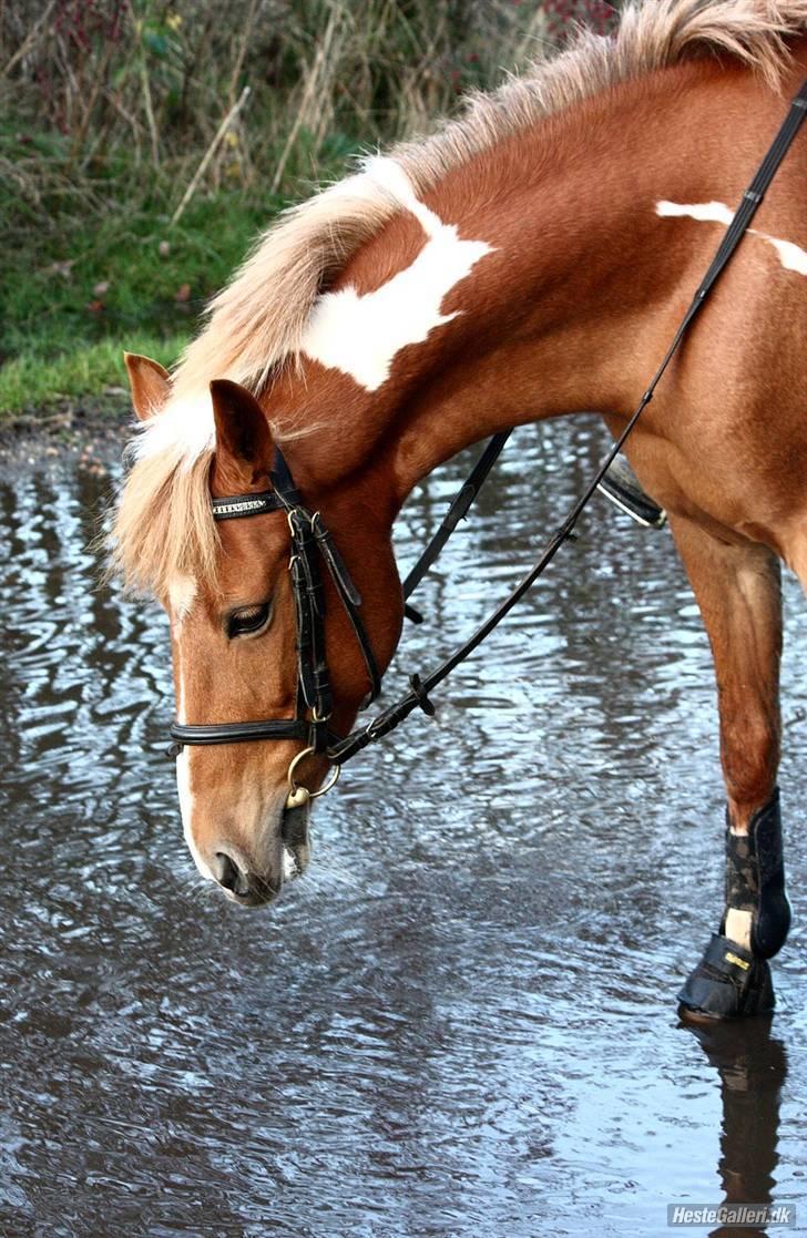 Pinto Indy Girl *solgt* - *3 Indy der lige skal til at drikke af vandet efter en lækker tur<3 Fotot: Sissel Nyholm billede 3