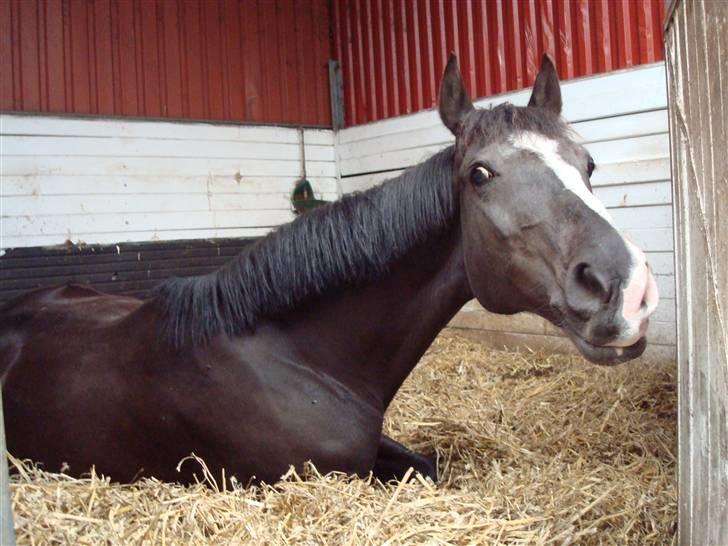 Fuldblod (XX) Angelica (Mors hest) - god nat:P billede 8