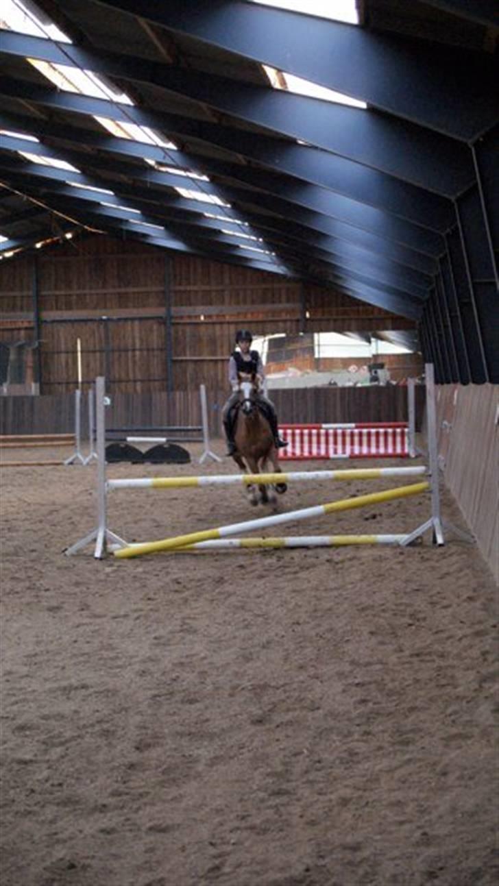 Tysk Sportspony la belle cheval billede 7