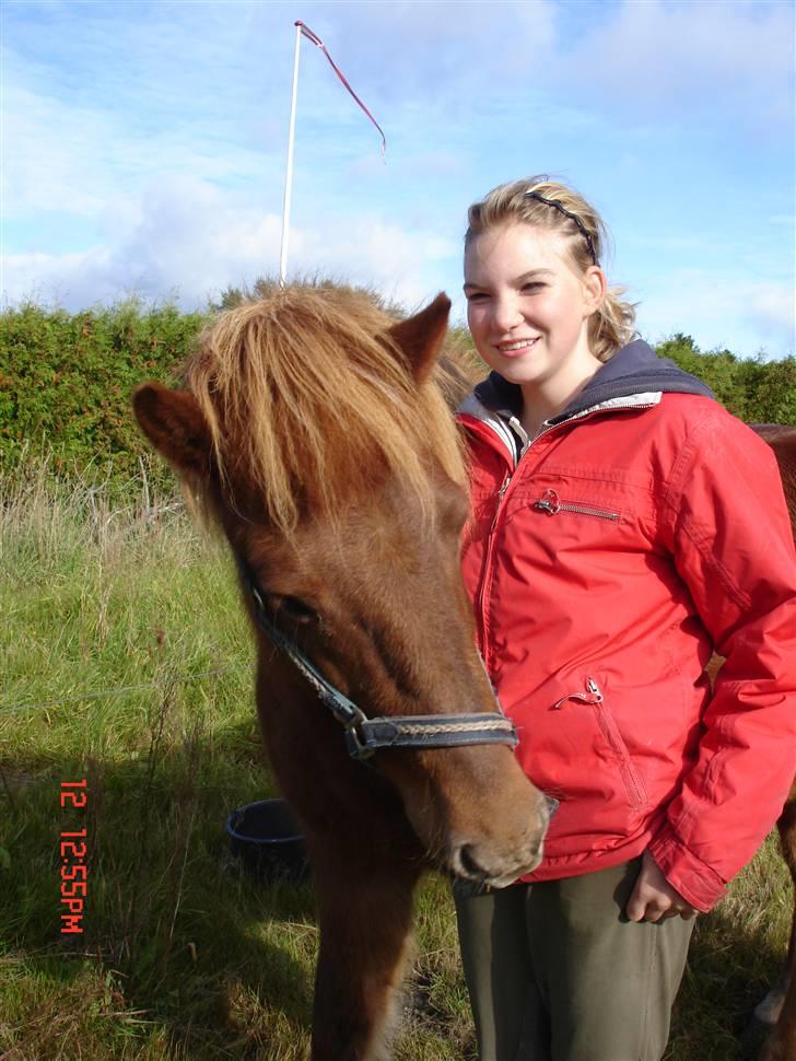 Islænder Vignir  billede 6