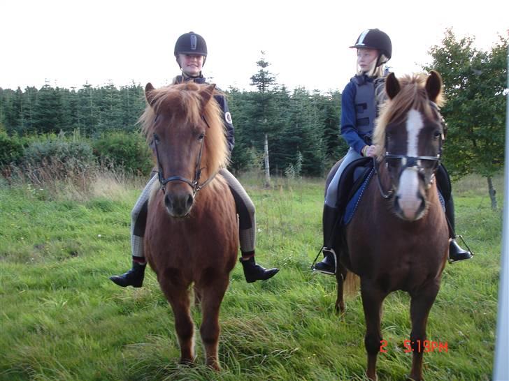 Islænder Vignir  - Mig og Vignir og Julie og Krumme på tur :D billede 2