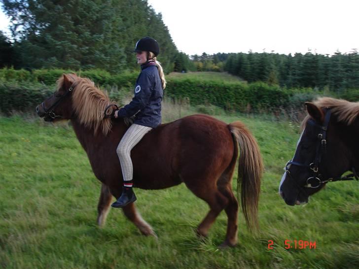 Islænder Vignir  - Han har bare ingen tolmodighed :P billede 9