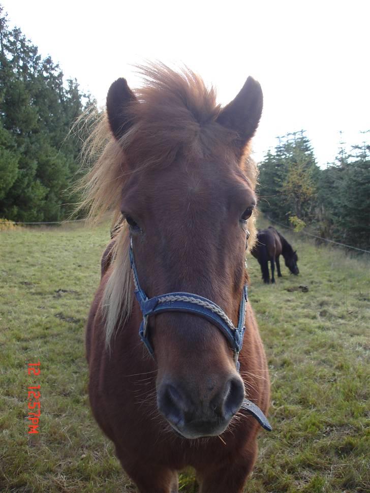 Islænder Vignir  - Søde Vignir :D billede 17