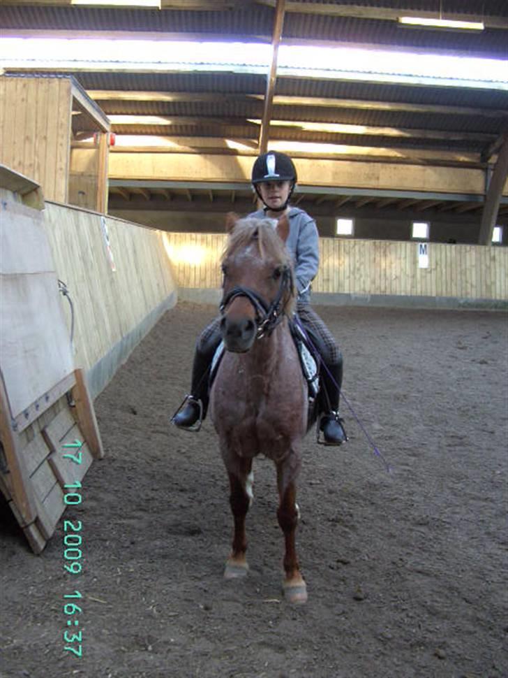 Anden særlig race Flika - dejlig ridetur hun gik bare super godt <3   billede 4