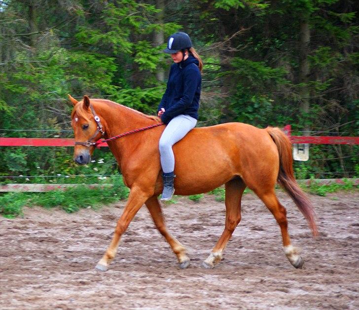 Tysk Sportspony Bacardi - Træning med grime og træktorv. billede 14