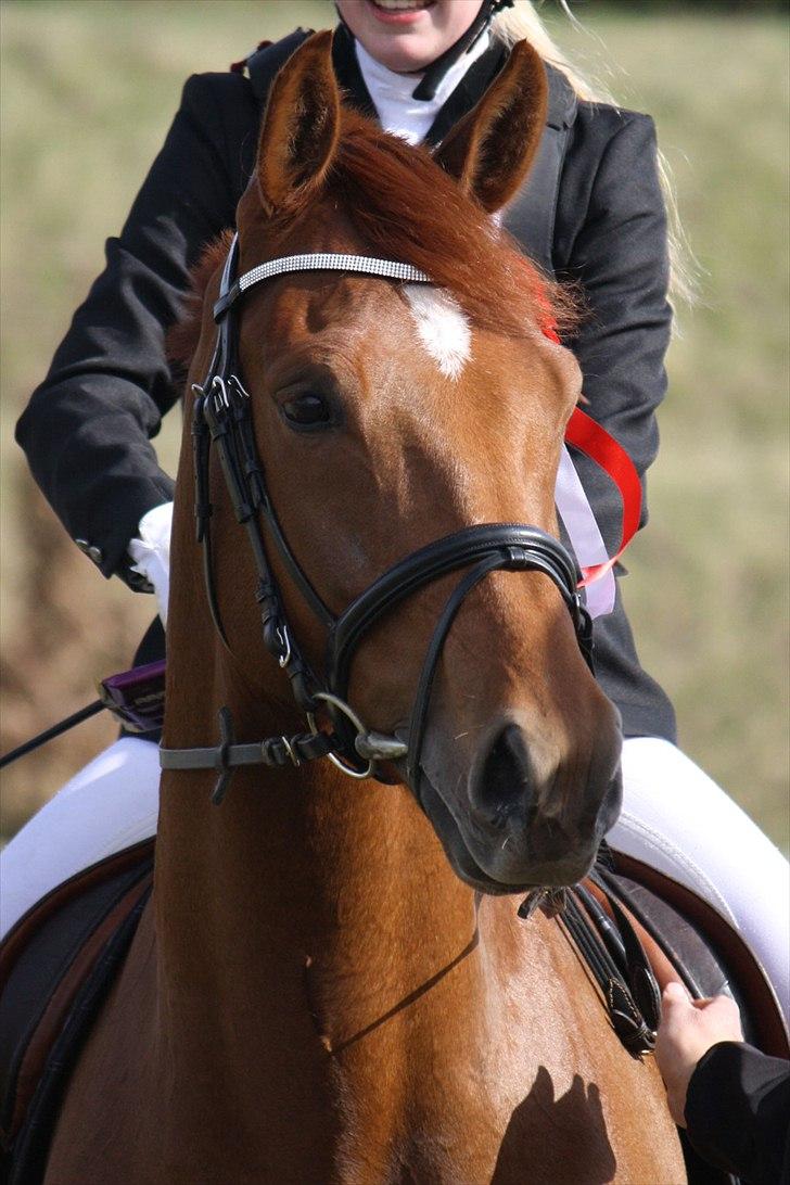 Dansk Varmblod Højlunds Kenzo<3 billede 4