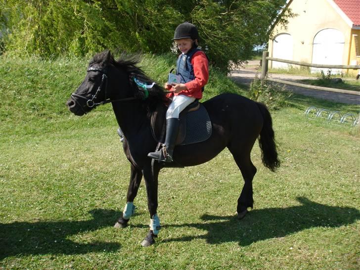 Dartmoor felixgårds sascha billede 1