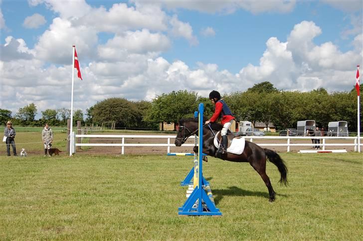 Dartmoor felixgårds sascha billede 4