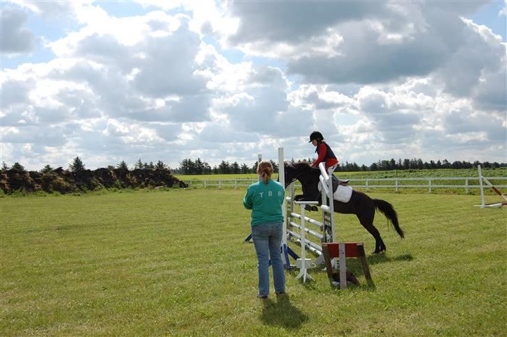 Dartmoor felixgårds sascha billede 5