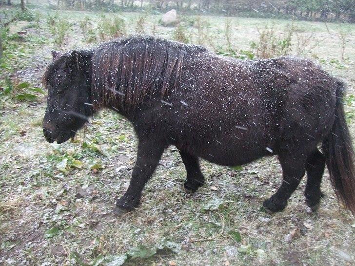 Shetlænder Tulle - Så kom sneen! :) billede 18