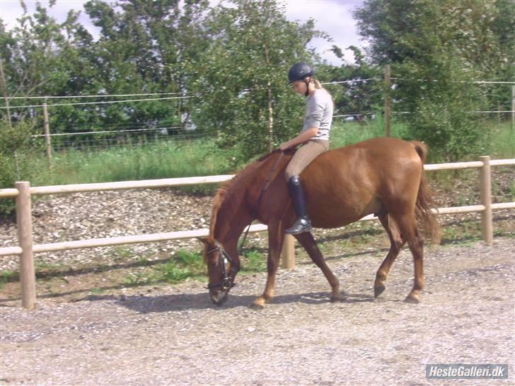 Anden særlig race Starlight - red - Uden sadel for anden gang :) Foto; Heidi (: billede 13