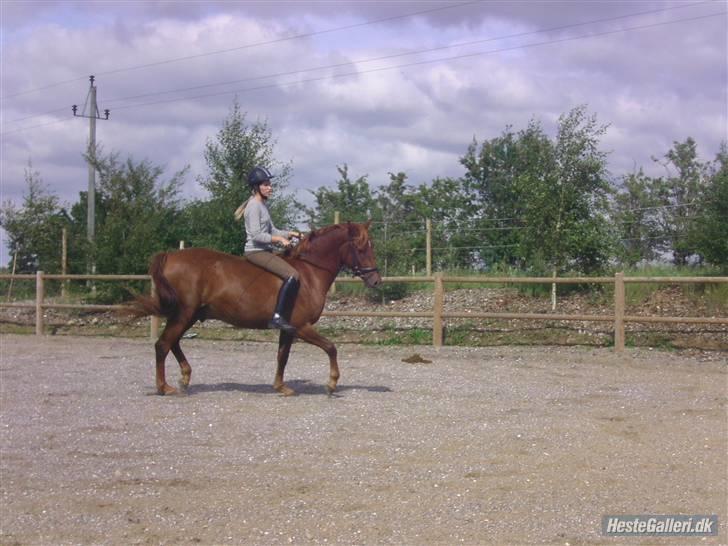 Anden særlig race Starlight - red - Uden sadel for anden gang :) Foto; Heidi (: billede 14