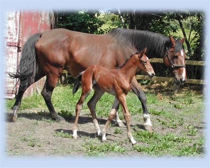 Dansk Varmblod Ponjaei - Helt nyfødt sammen med mor billede 20