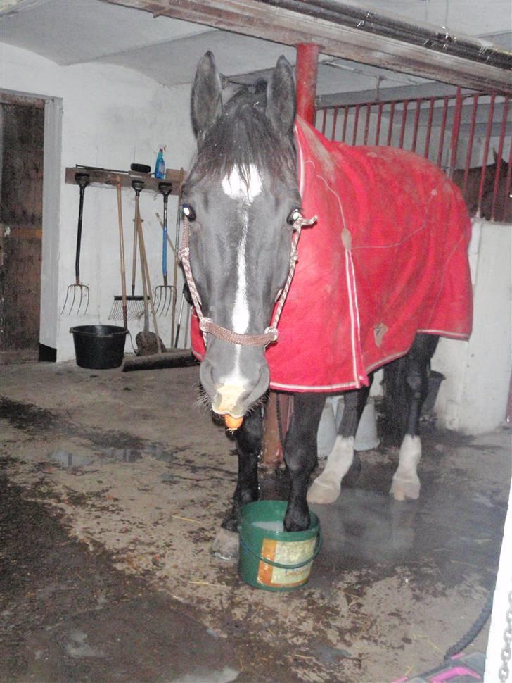 Dansk Varmblod Amazing Magic billede 15