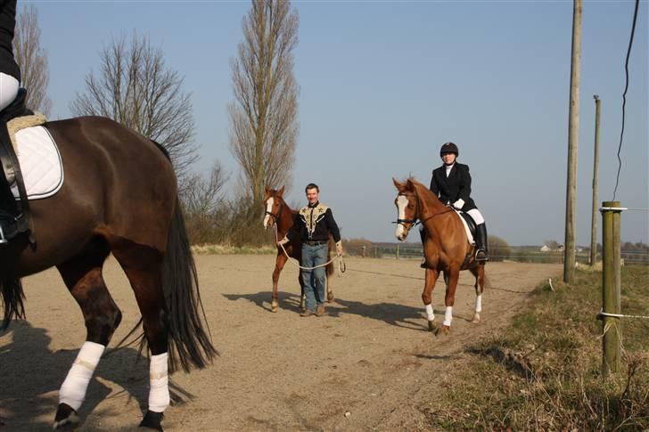 Dansk Varmblod Red' magic   R.I.P. billede 13