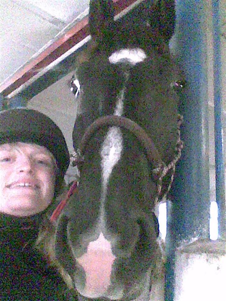 Dansk Varmblod Amazing Magic billede 16