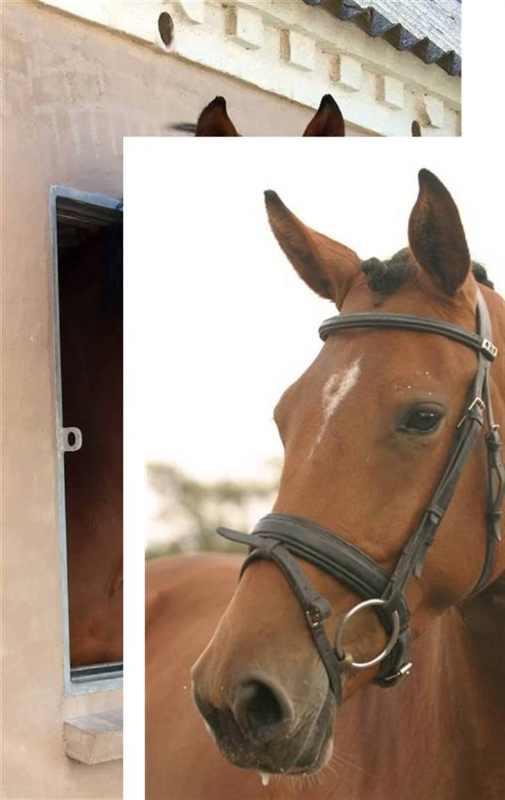 Dansk Varmblod Nørgårds Lamira billede 3