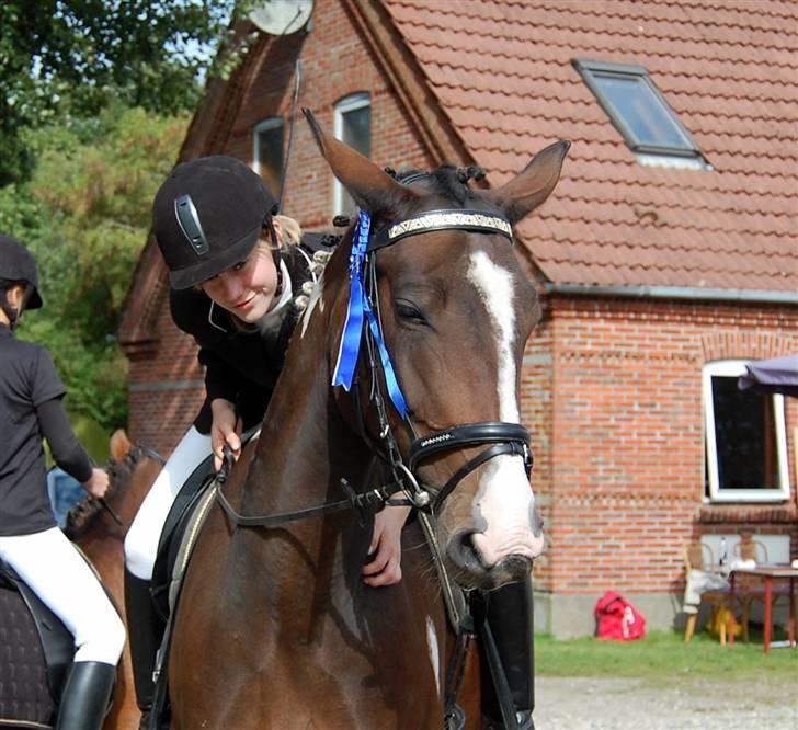 Pinto Indiana -Solgt-   billede 13