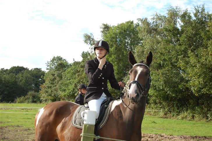 Pinto Indiana -Solgt-   billede 14