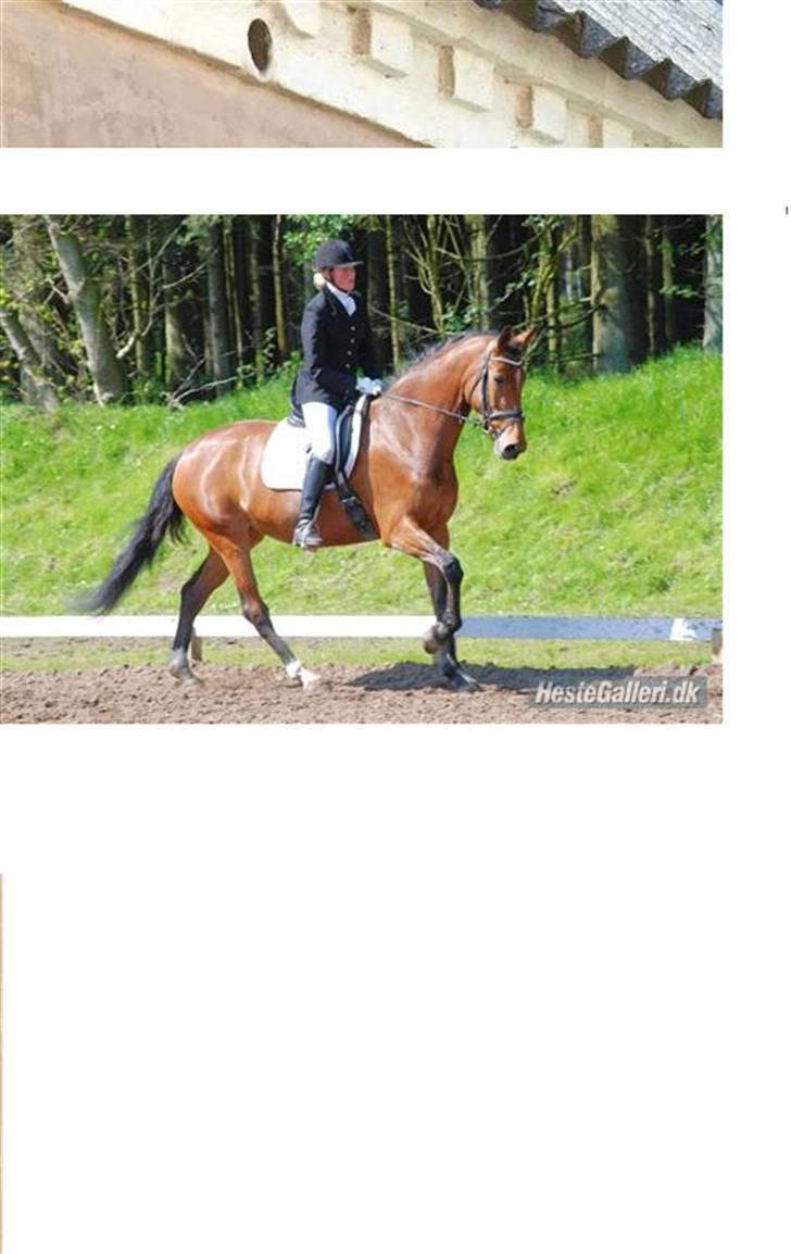 Dansk Varmblod Nørgårds Lamira billede 6