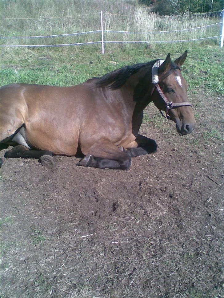 Oldenborg Sako billede 11