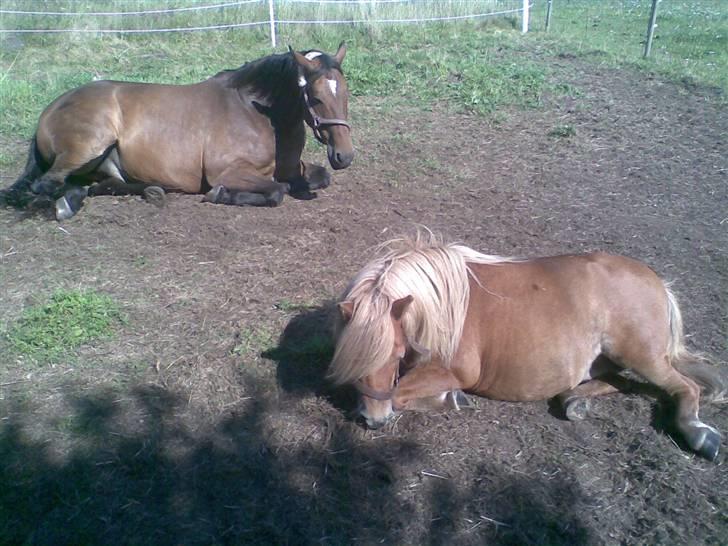 Oldenborg Sako billede 12