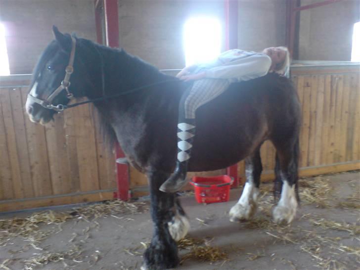 Tinker Holms Skye dancer -tideliger passer- - Hihi... ligger ned :P billede 14