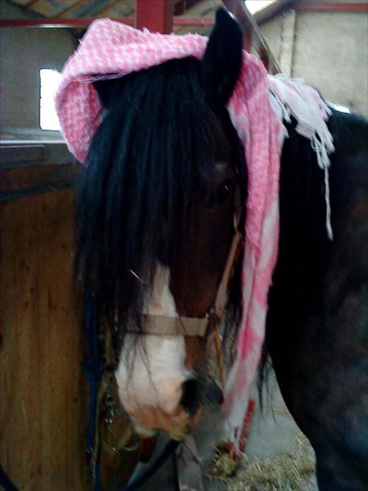 Tinker Holms Skye dancer -tideliger passer- - så fin med halstørklædeXD billede 17