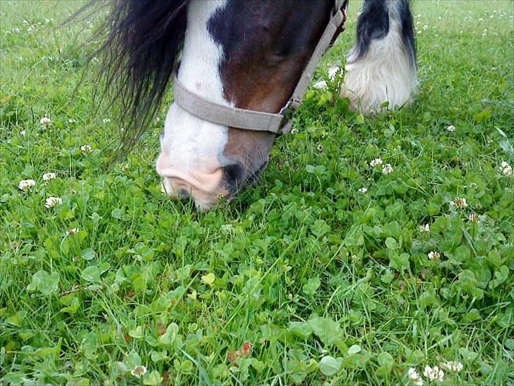 Tinker Holms Skye dancer -tideliger passer- - uhh dejligt græs.. billede 19