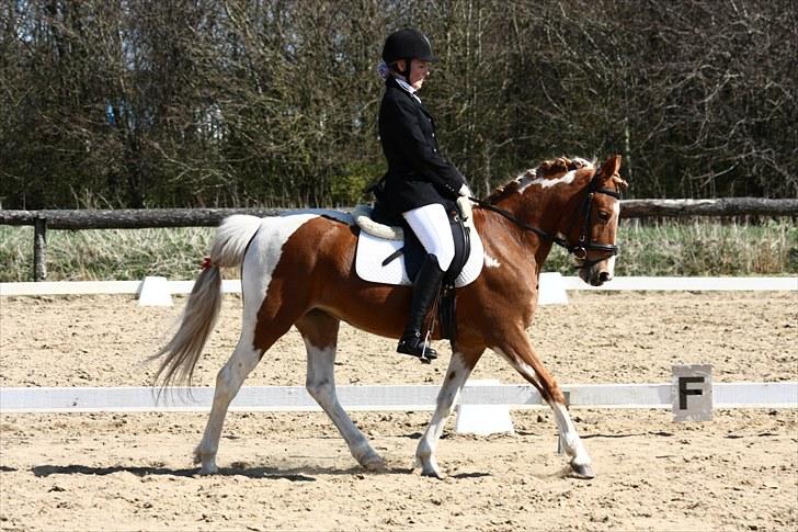 Pinto Indy Girl *solgt* - *8 Indy og mig til stævne. Første La1 foto Sissel Nyholm  billede 8