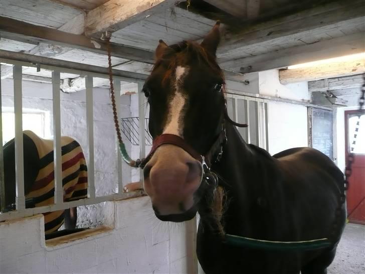 Arabisk fuldblod (OX) Kenzo *plejebarn pony* billede 10