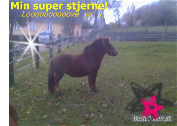 Shetlænder Kærbygaards Nuggi *Trunte - hvor er min stjerne.. der er min stjerne :)  *syndt jeg har ødelagt det i photoscape.. men kan stadig lide billedet :) billede 16