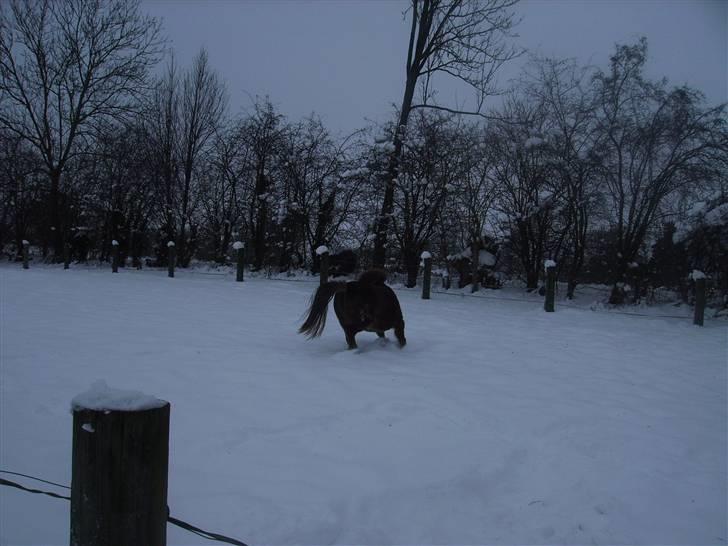 Shetlænder Kærbygaards Nuggi *Trunte - WOW! jeg løbe egentlig stærkt? sys du ikke sarah?8D billede 17