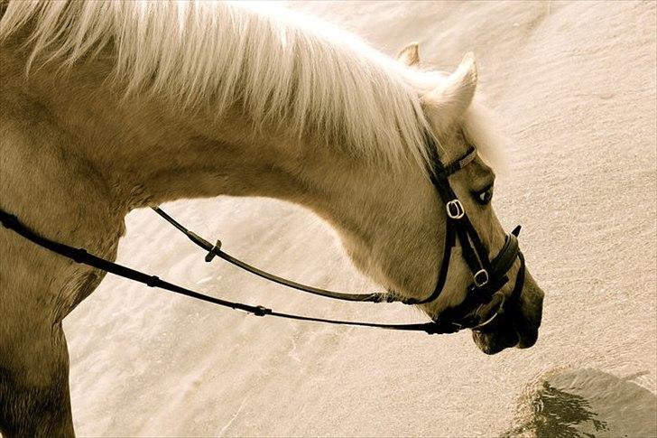 DSP Vejlebros Stella billede 8