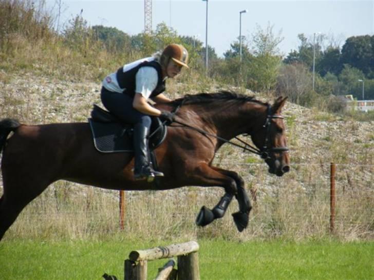 Oldenborg Mon Cherie - Sara og Kræ til terrænspringning 09 billede 19