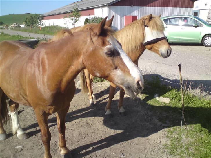 Anden særlig race Mazda - velkommen til Mazda´s profil <3 ;p (Billed lånt af gammel part) billede 1