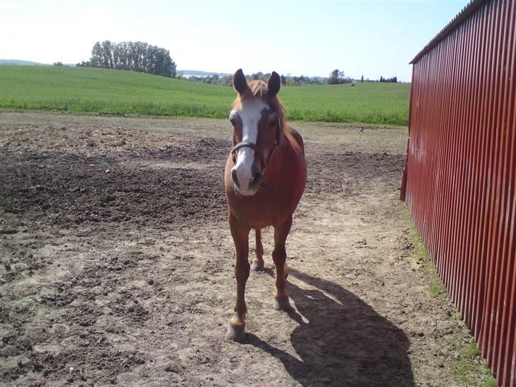 Anden særlig race Mazda - Malle på en dejlig sommerdag ;D (billede lånt af gammel part) billede 2