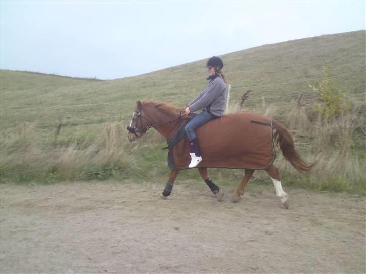 Anden særlig race Mazda - Malle og jeg - trav uden saddel og bidløs <3 foto: Olivia billede 4