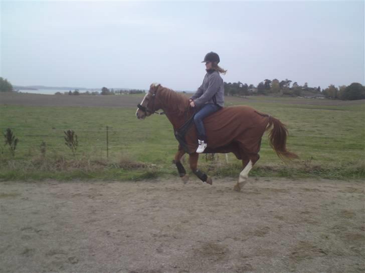 Anden særlig race Mazda - Malle og jeg - galop uden saddel og bidløs <3 foto: Olivia billede 5