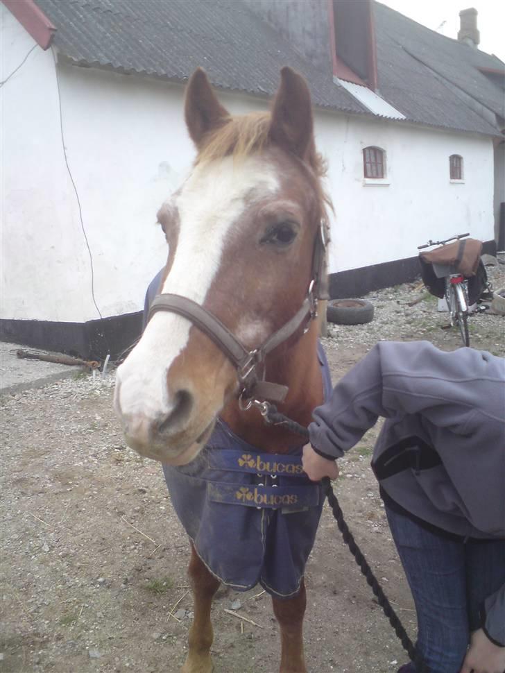 Anden særlig race Mazda - søde malle-balle ;p kig ikke på mig jeg ved god jeg har en god røv ;p foto: Olivia billede 6