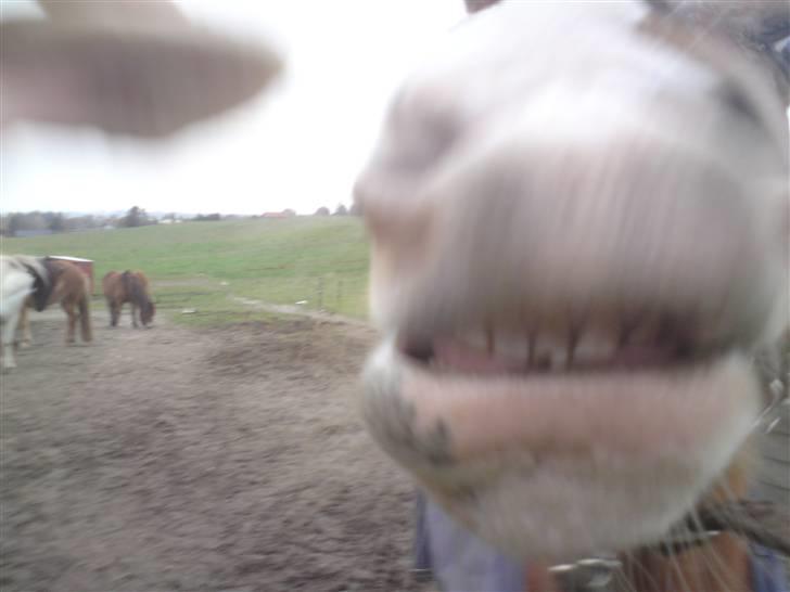 Anden særlig race Mazda - weee smil mazda så får du godbidden ! <3 foto: Olivia  billede 7