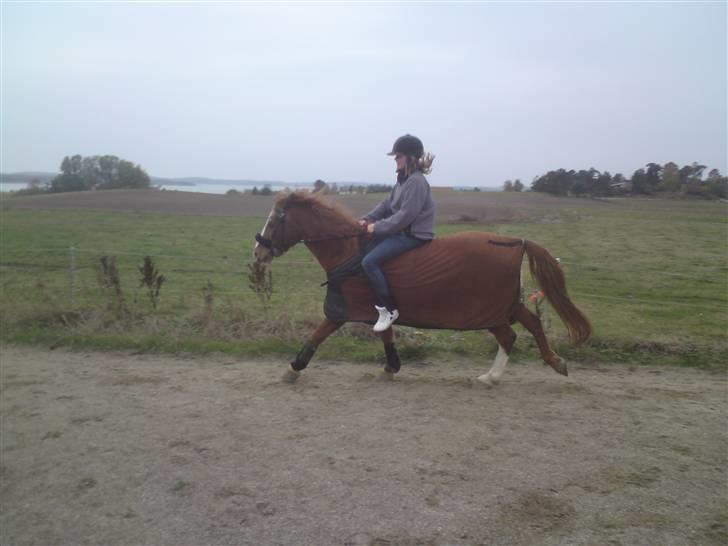 Anden særlig race Mazda - galop <3 foto: Olivia billede 9