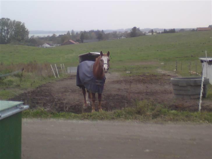 Anden særlig race Mazda - han vrinsker altid når han ser olivia og jeg :p så sødt <3 foto: Olivia billede 10