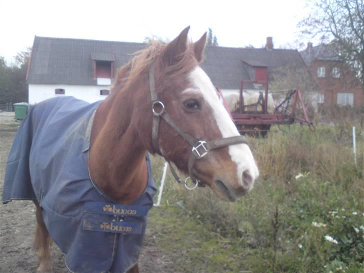 Anden særlig race Mazda - smukkkkkkkkkkeh malle mand <3 foto: Olivia billede 11