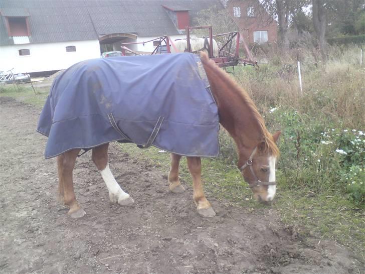 Anden særlig race Mazda - græsser lige lidt :p (foto: olivia) billede 12