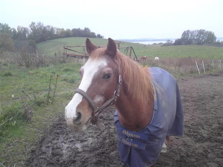 Anden særlig race Mazda - mazda er glad for at se olivia og mig :p foto: olivia billede 15