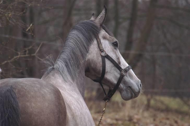 Holstener Højagergårds Athene†R.i.P - Smukke athene, dette billede er taget efter hun blev skadet og er derved blind på begge øjne.  billede 2